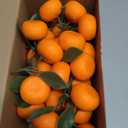 WILLBOND 15 Clusters Artificial Mini Orange Simulation Decorative Tangerine Kitchen Table Fake Orange Realistic Artificial Fruit Bowl Tray Faux Fruit for Home Party Kitchen Festival Decor