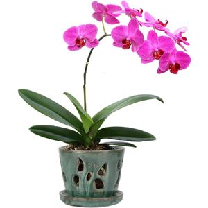 W&W Orchid Pot with Holes and Saucer for Repotting, 5 Inches, Green Mix