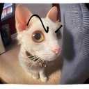 3x5 Feet Cat with Painted Eyebrows Tapestry Single Sided Flag with Four Brass Grommets - Polyester Funny Cats Outdoor or Indoor Flag - Funny Cats Poster in Fish Eye - Animals Tapestry For Classroom