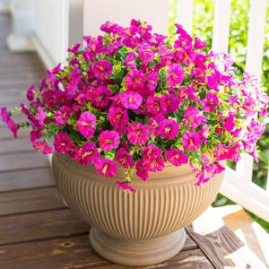 Artificial Fake Flowers Plant for Outdoors, 12 Bundles Faux Morning Glory UV Resistant Look Real Silk Flowers for Outside Planter Front Door Porch Patio Yard Spring Summer Decoration, Fuchsia