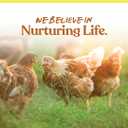 Manna Pro Ultimate Chicken Scratch Feed, Nutrient-Rich Scratch Grain Treat for Chickens and Poultry, Natural Multigrain Blend for Backyard Flocks and Laying Hens, Made in USA, 10 lb Bag