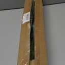 Juxdp 20 Pcs Real Touch Norfolk Pine Branches, Artificial Christmas Green Plants Branch Faux Greenery Stem Fake Pine Picks for Vase DIY Crafts Garland Wreath Xmas Indoor Outdoor Decor (18 Inches)