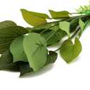 ALEGI Silk Aquarium Plants, 12 Inch Artificial Silk Plants Decorations for Fish Tank,Aquarium Dcor Plastic Plants (Green, 2 Pack)