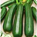 2 x Seeds SunGreen Zucchini Squash Non GMO Vegetable Heirloom for Planting