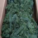 National Tree Company 9 ft Pre-Lit Downswept Douglas Fir Artificial Christmas Tree, 900 LED Lights, 3,185 Tips, PowerConnect, Foot Pedal, 10 Light Functions, Includes Stand, Green