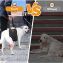 Adjustable Dog Lift Harness Dog Sling for Large Dogs Hind Leg Support Soft Lift Support and Rehab Harness for Weak Rear Legs, Helps Senior, Injured, Disabled and After ACL Surgery Dogs Large (Black)