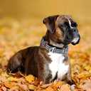 Reflective Martingale Collar for Large Dogs with Quick Release Buckle Adjustable Training, Walking, Hunting No Slip Collars,(Sliver L)