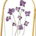Double Glass Frame for Pressed Flowers Handmade, Metal Floating Picture Frame for Pressed Flower, Tabletop Display, Brass, ArcShaped, Gold, 5x7 inches (FRAME ONLY) (5L" x 7W")