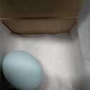 Nest Box Queen Ceramic Chicken Nest Eggs for Nest Box Training - 1 Pack (Blue)