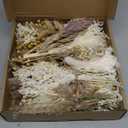 10/12/24/36 Pack Mini Dried Flowers for Vase Wedding Various Mini Bouquet Dried Small Wildflowers Natural Flowers Bulk for Crafts DIY Decor (36, Plain Colour)