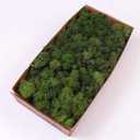 Preserved Reindeer Moss Natural Green DIY Kit Gardenning Art Wall Decor Florist Decor Easter Table Decor Wedding (0.85 lb)