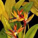ART.COM Wall Art Print Dramatic Bird of Paradise by Tim O'toole, 12" x 16"