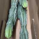 32 Artificial Cactus Plants, Tall Artificial Plants Outdoor, Tall Fake Cacti Plant UV-Resistant in White Pot, Faux Floor Plants for Indoor Home Office Hotel Bedroom Patio Balcony Garden