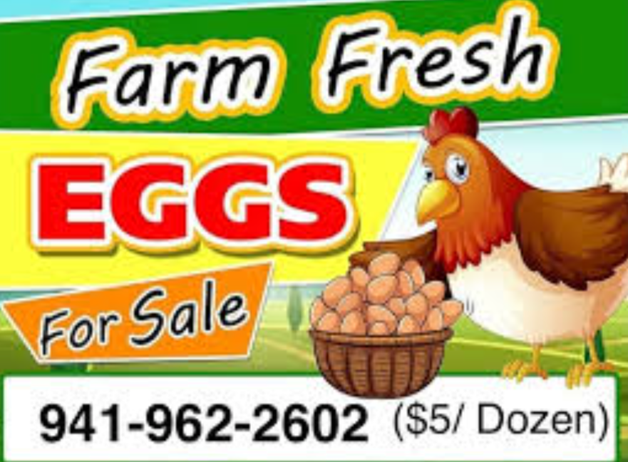 Fresh Eggs for Sale Sign, 18x24 DS Coroplast, Large Outdoor Farm Fresh Eggs Sign with Blank Space for Personal Info Pack Of 4