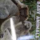 2026 Baby Animals 12-Month Wall Calendar
