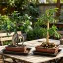 2 Pack Ceramic Bonsai Pots with Drainage Tray, 6" and 7" Unglazed Rectangle Bonsai Tree Planters, Bonsai Training Pots, Succulent Cactus Planter with Drainage Hole for Outdoor Indoor, Brown