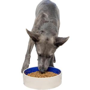 SPOT Standard Crock Dish - Heavy Duty, Non-Slip, Round Ceramic Food/Water Bowl for Pets, Ideal for Medium to Large Dogs or Multiple Animals, Dishwasher Safe - 9.5 in, 8 Cups, (64 Oz)