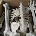 breesky Skeleton for Halloween Life Size: 5.4ft Realistic Human Skeleton