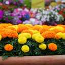 2 x Seeds Marigolds Sugar Mix Tagetes Annual Flowers for Planting