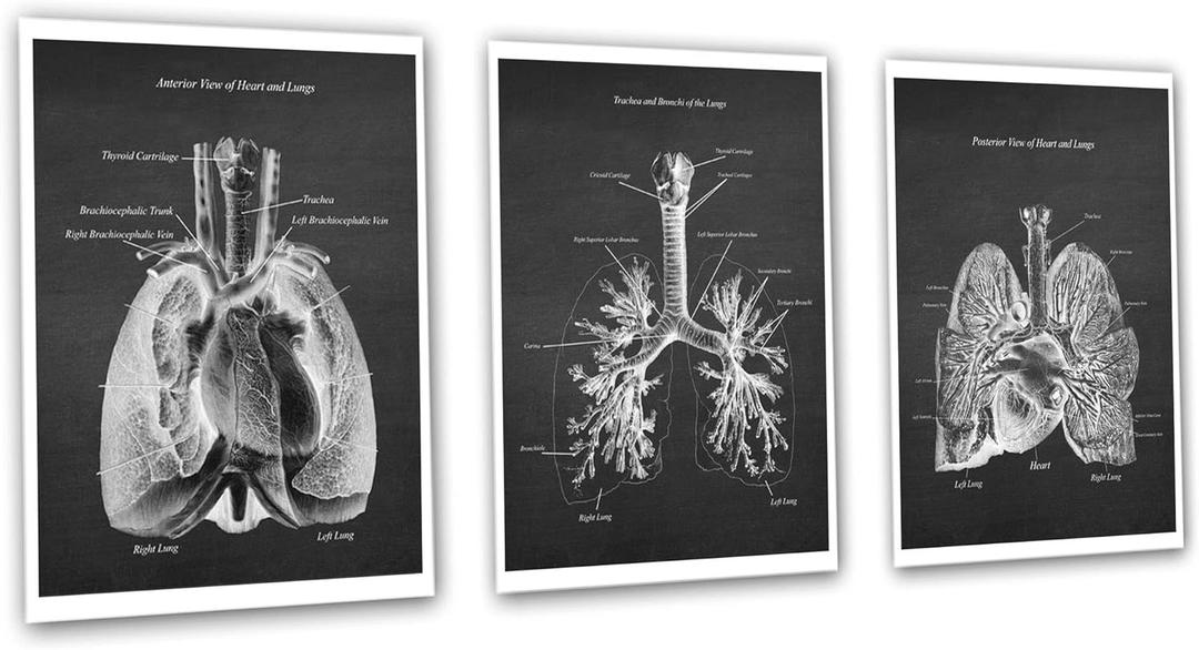 Gnosis Picture Archive Cardio Pulmonary Anatomy Lungs Heart Decor Set of 3 Unframed Medical Art Prints