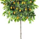 Sunexinlo 6FT Faux Lemon Tree with Vivid Leaves and Realistic Lemons, Fake Lemon Tree with Pot, Artificial Trees for Indoor Outdoor Front Porch Living Room Office Home Decor