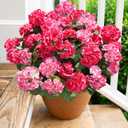 Artificial Geranium Fake Flowers for Outdoors Decoration, 6 Bundles Silk Geraniums Flower UV Resistant Look Real Faux Plants for Front Door Garden Porch Planter Patio Balcony Yard Indoor Home, Mix (3 Pink, 3 Hot Pink)