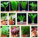 26 Pack New Upgrade Aquarium Plant Weights, Aquatic Water Plant Fixed Rings, Water Plants Cultivation Fixed Ring Plant Pot for Secure Aquatic Plant Placement (26PCS)