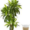 Warmplants Artificial Dracaena Tree, 6ft Tall Fake Dracaena Plant with Basket, Indoor Outdoor Faux Topiary Yucca Trees for Office Home Living Room Porch Patio Décor
