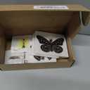 15 pcs of Real Dried Dead Butterflies with Spread Wings Shaped, Natural unmounted Butterfly specimens for Art, Decorations, Taxidermy and Gifts for Kids and Family(15 Pcs Butterfly)