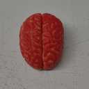 NOVELTY GIANT WWW.NOVELTYGIANT.COM Bloody Brain Plastic Halloween Horror Haunted House Prop