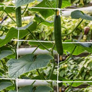 Mellbree Trellis Netting for Climbing Plants, 32.8x6.6FT 2Packs Heavy Duty Trellis Net for Climbing Plants Outdoor, Cucumber, Tomatoes, Peas, Vegetable and Vine