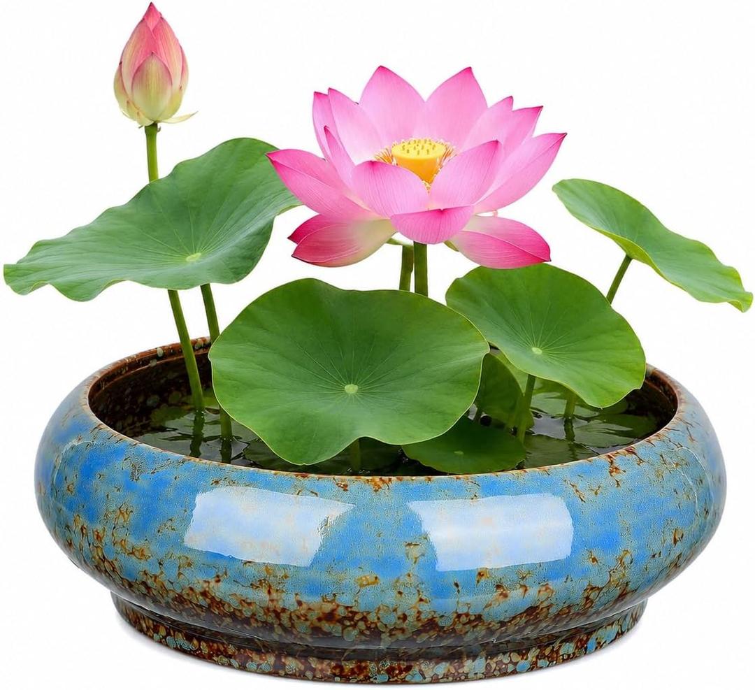 Toddmomy Lotus Bowl Planter Bonsai Pot Water Lily Bowl Succulent Planter Ceramic Flower Pot Shallow Decorative Container for Home Office Garden Balcony (No Drainage Hole)