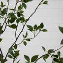 Nearly Natural 8ft Minimalist Artificial Citrus Tree, Faux Greenery for Indoor Living Room Home Decor