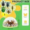 6 Insect Specimens,Real Specimens of Various Butterflies and Beetles Made of Resin, Resin Taxidermy for Science Classroom Specimens Education, Great Gift for Taxidermy (1, 4.7 inch)