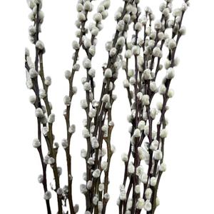20 Stems Real Dried Pussy willow Preserved Greenery Branches for Vase- Natural Tall Pussy willows with White Flowers 27.5IN Snow Willow Branches for Easter Wedding Home Party Hotel Fireplace Decor