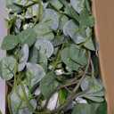 6FT Artificial Eucalyptus Garland with Flowers, 10 White Roses Baby Breath Garland Floral Greenery for Wedding Party Centerpiece Table Runner Backdrop Wall Decor Decoration