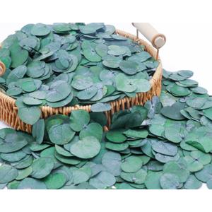 3200Preserved Real Eucalyptus Leaves Small, Pure Natural Bulk Eucalyptus, Biodegradable Wedding Leaves Confetti for Anniversaries, Birthday, Graduation, Bridal Showers, Party Decor