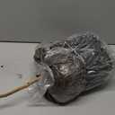 Perfect Plants Little Gem Magnolia Live Plant, 2-3', Includes Care Guide