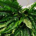 35" Ferns Artificial Bush Plants Large, Artificial Boston Ferns with 39 Fronds for Outdoors Home Decor
