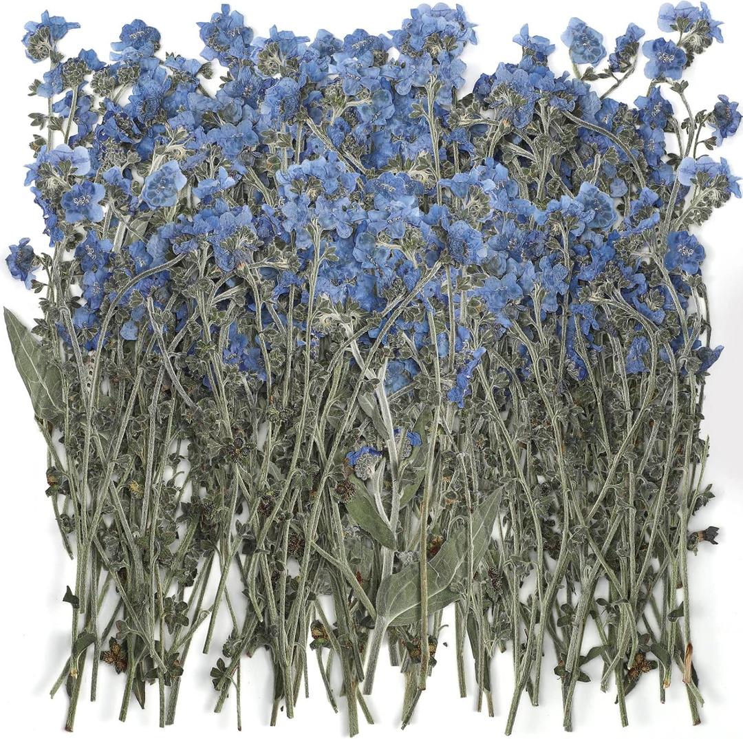 50 Pcs Natural Forget Me Not Pressed Dried Flowers Blue Don't Forget Me Dried Flower Real for Resin Jewelry Candle Card Making Nail Art DIY Home Decoration