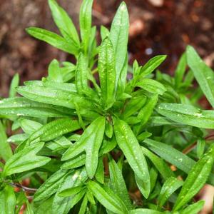 10 x Seeds Summer Savory Heirloom Herbs for Planting Non GMO 800 Seeds