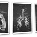 Gnosis Picture Archive Cardio Pulmonary Anatomy Lungs Heart Decor Set of 3 Unframed Medical Art Prints