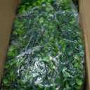 10 Packs Eucalyptus Garland, 60FT Faux Eucalyptus Greenery Garland, Artificial Eucalyptus Leaves Vine, Fake Hanging Eucalyptus Garlands Wedding Backdrop Arch Wall Table Party Decor (Green)