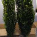 Outdoor Artificial Cedar Topiary Tree 3FT Tall 2 Set, Faux Evergreen Shrubs for Front Porch Decor, Lifelike Fake Bushes Plants for Home Living Room Front Door Decor