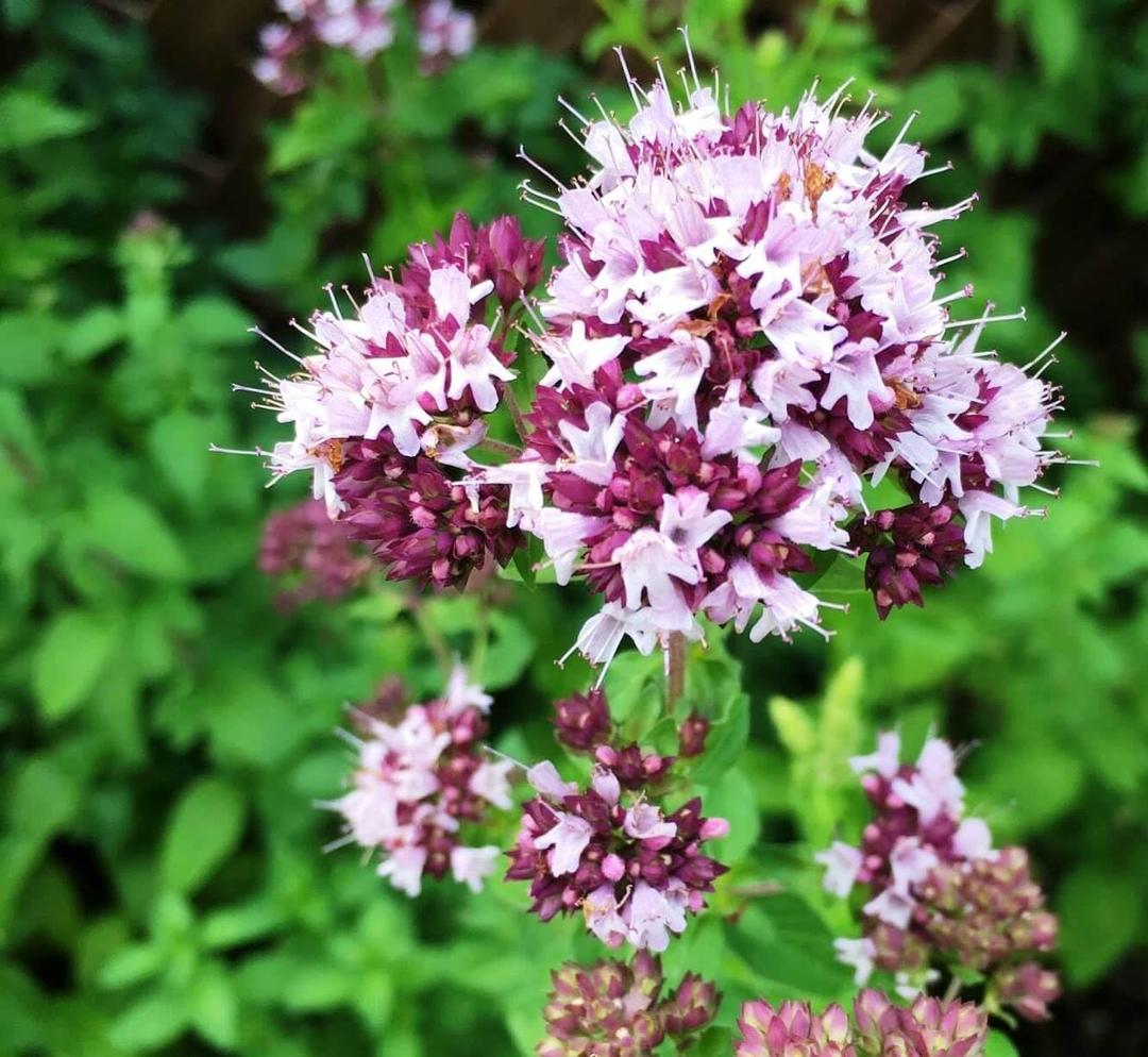 800+ Seeds Oregano - Herb Green
