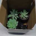 Der Rose 3pcs Fake Succulents Plants Artificial for Black Bathroom Bedroom Home Living Room Halloween Decor Aesthetic Indoor