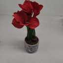 Briful Red Amaryllis Artificial Flowers in Blue Ceramic Pot 18.1" Faux Amaryllis Flower Arrangement with Decorative Bulbs Moss Silk Amaryllis Plant for Home Office Bathroom Table Shelf Dcor