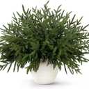 14 Pcs Norfolk Pine Stems, 18 Inch Real Touch Artificial Christmas Norfolk Pine Branch, Faux Greenery Picks for Vase DIY Garland Home Holiday Decor