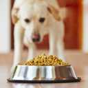 Estilo Stainless Steel Dog Bowls, 32 Oz (Set of 2)