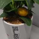 Fake Plants Artificial Tropical Plants Indoor in White Pot for Home Office Desk Accessories Bathroom Sage Green Decor Lemon